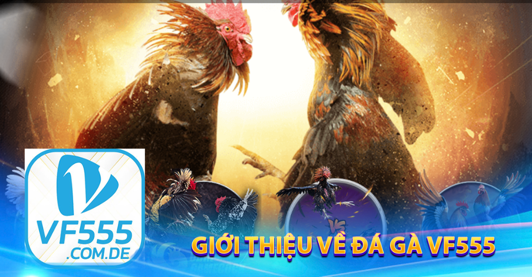 Giới thiệu về đá gà VF555